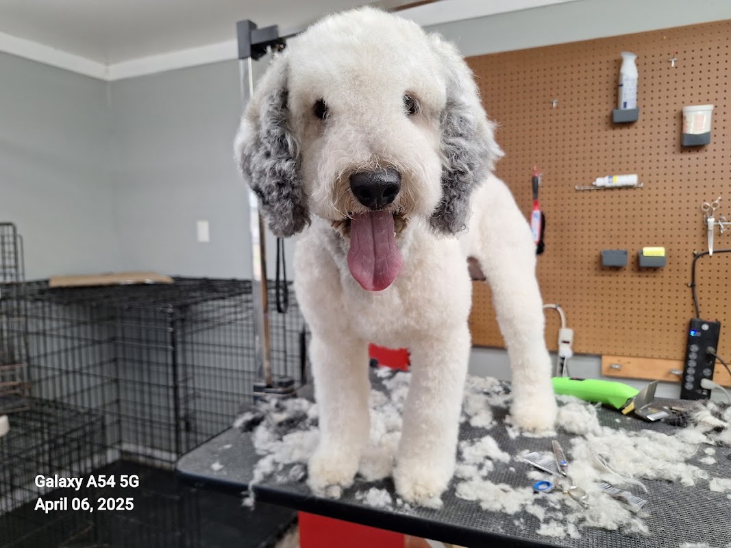 Dog Grooming and Boarding Spiro photo 5